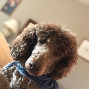 Meet your Posher, Lucy
